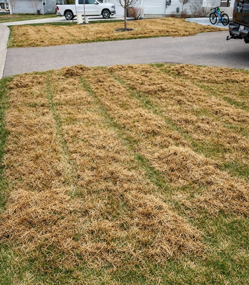 Healthy, thick lawn after dethatching service