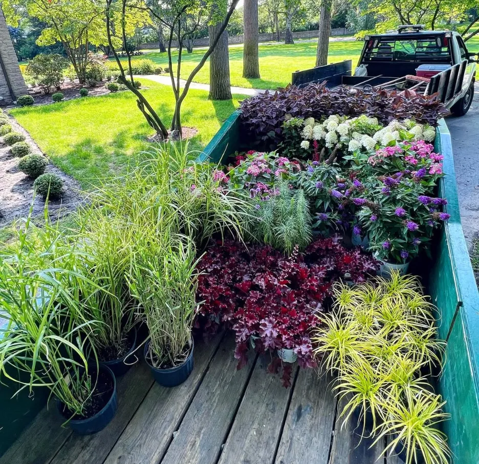 Ornamental flowers and softscaping