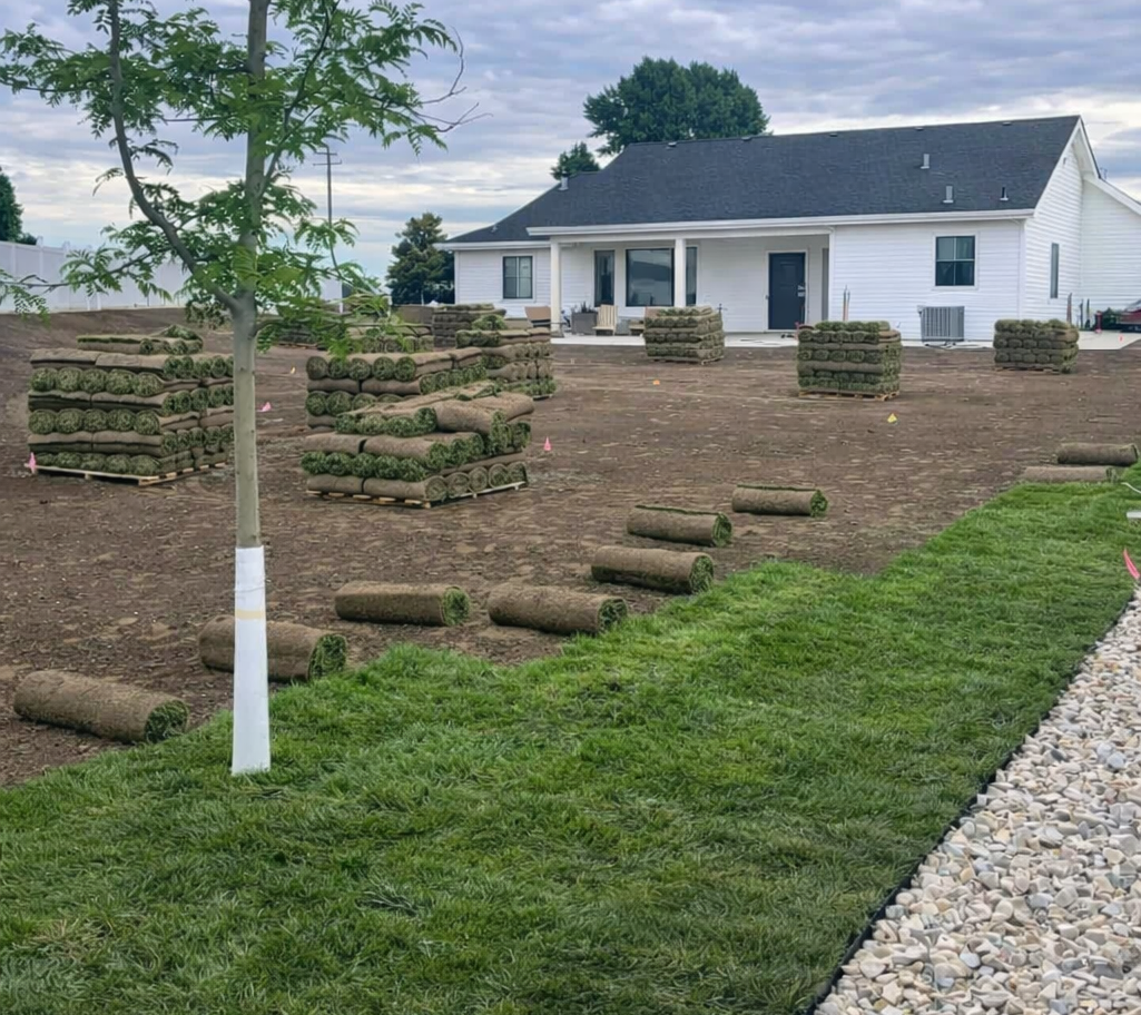 High quality turf rolls being prepared